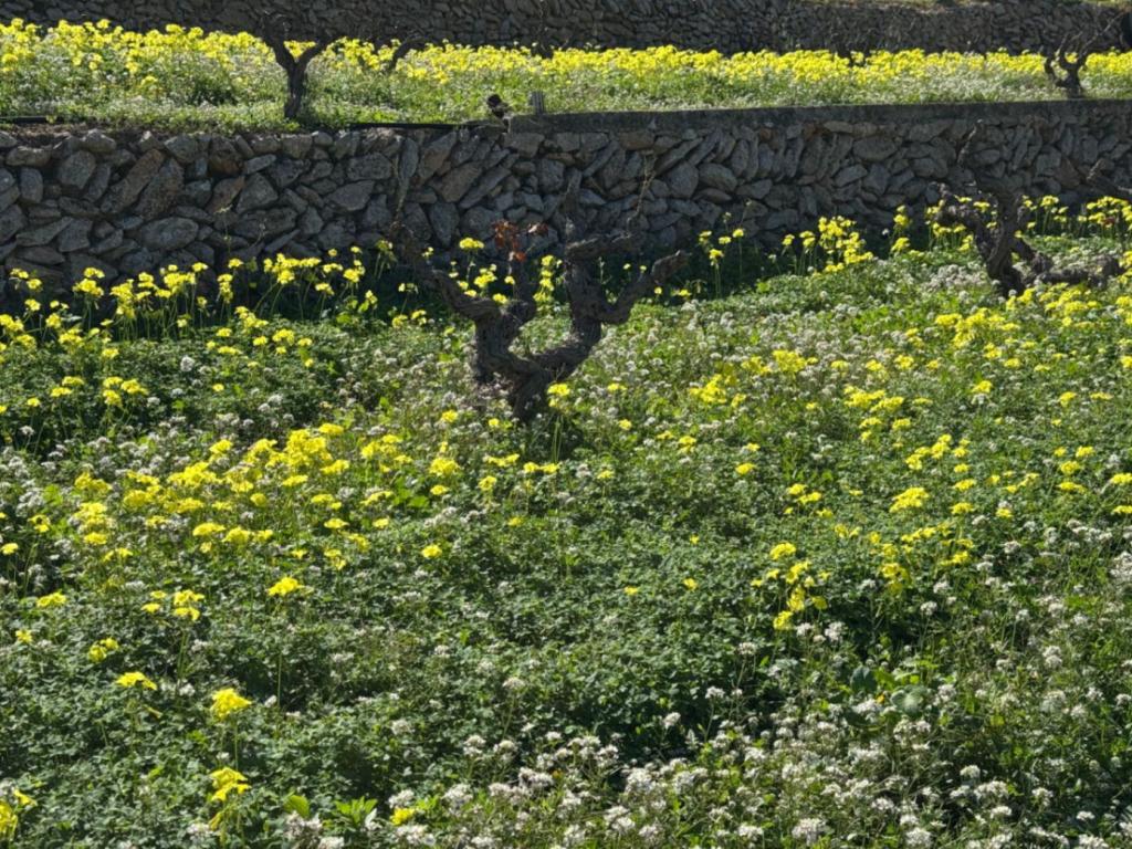 6 bed villa in Benissa