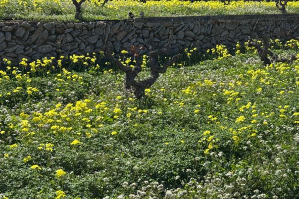 6 bed villa in Benissa