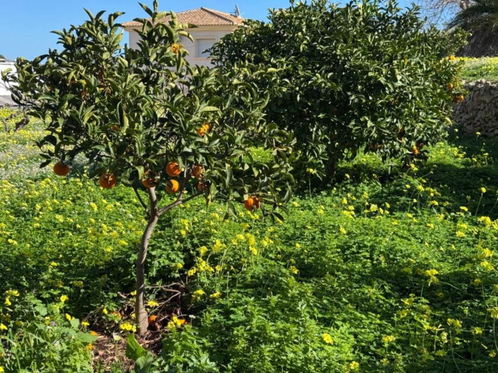 6 bed villa in Benissa