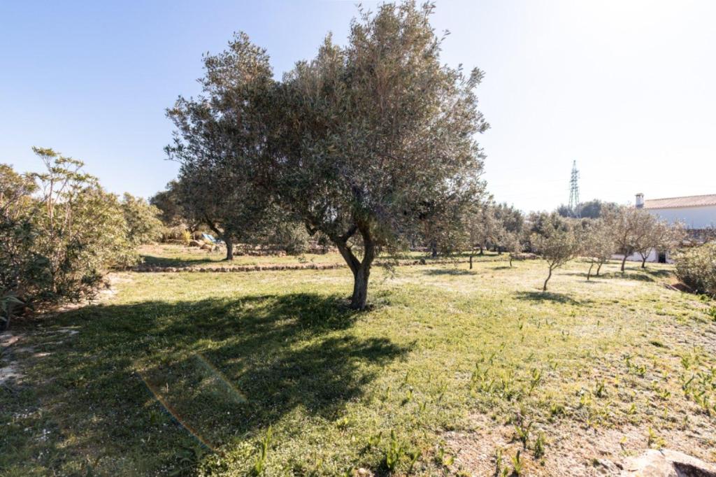 3 bed country houses - fincas in Teulada
