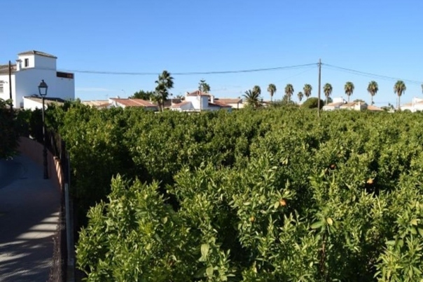plot in Els Poblets