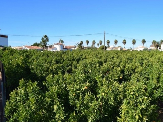 plot in Els Poblets