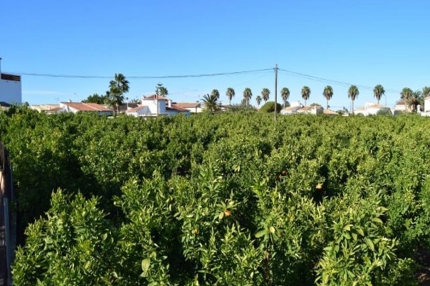 plot in Els Poblets