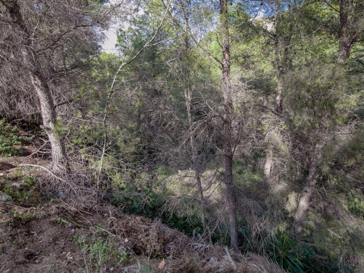 plot in Benissa