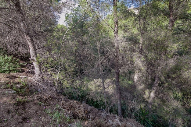plot in Benissa