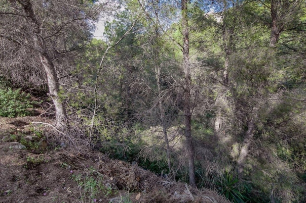 plot in Benissa