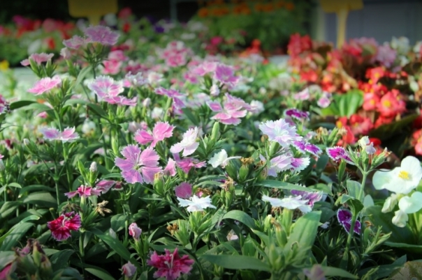 La Merced Garden Centre