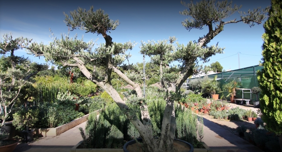 La Merced Garden Centre