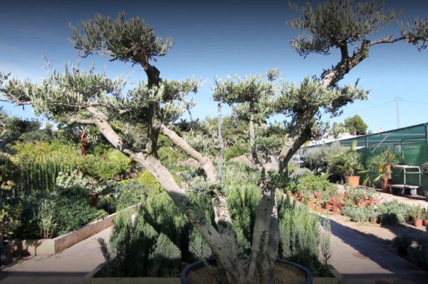 La Merced Garden Centre