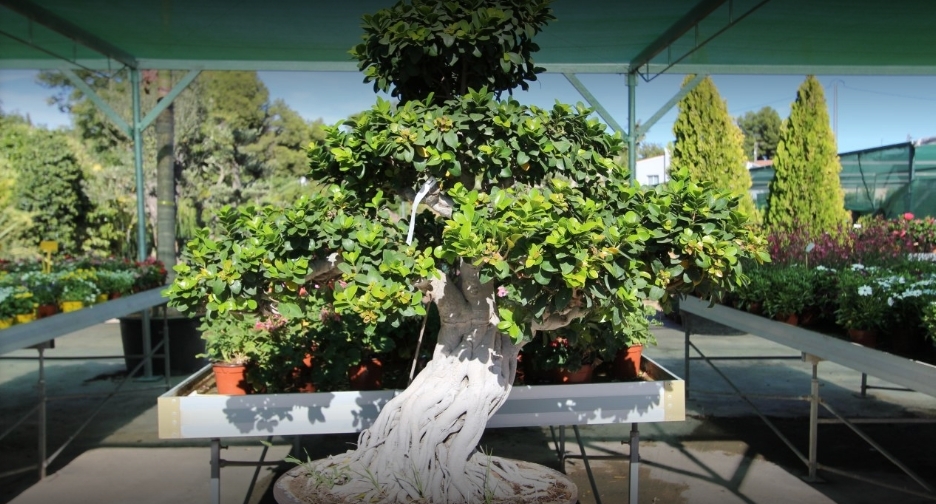 La Merced Garden Centre