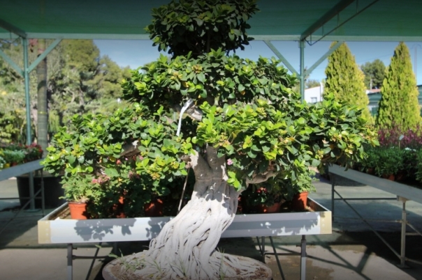 La Merced Garden Centre