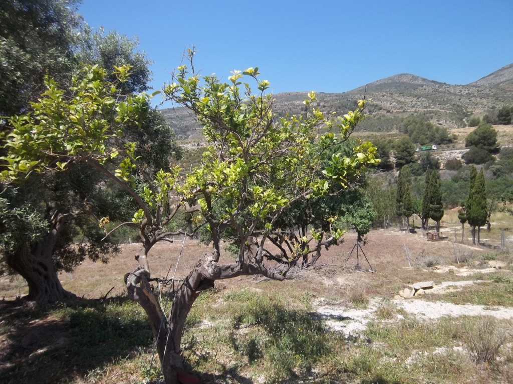 plot in Benissa