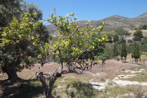 plot in Benissa