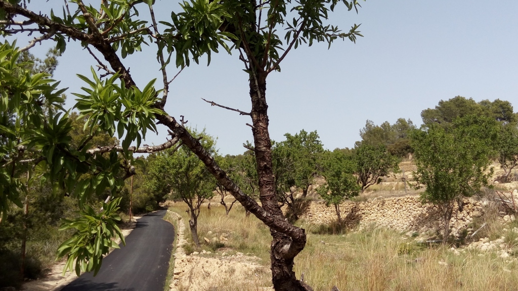 plot in Benissa