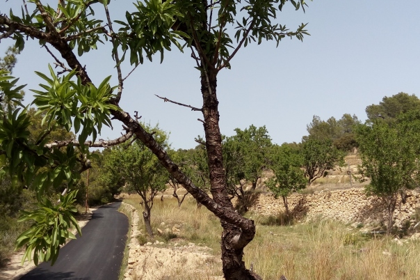 plot in Benissa