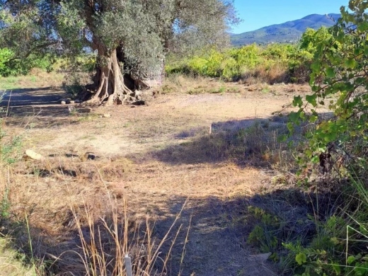 Javea Walks: Valley of the Ancient Olive Tree