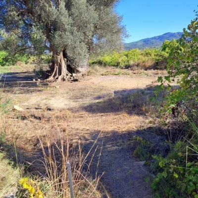 Javea Walks: Valley of the Ancient Olive Tree