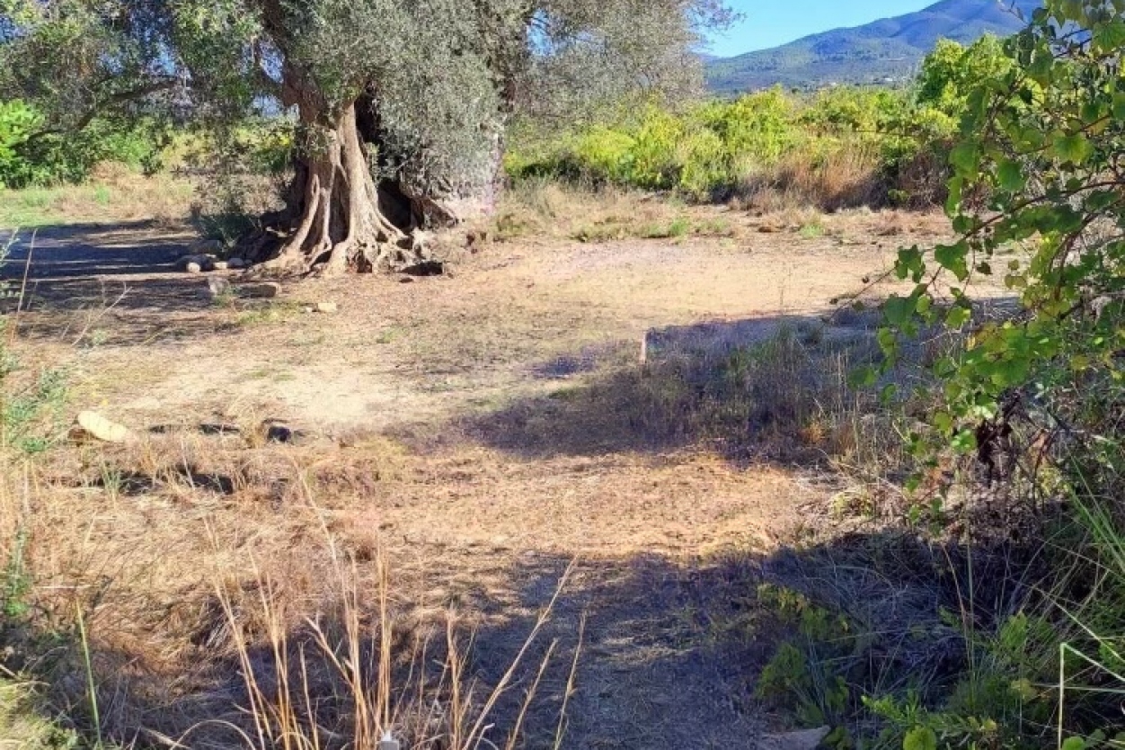 Javea Walks: Valley of the Ancient Olive Tree