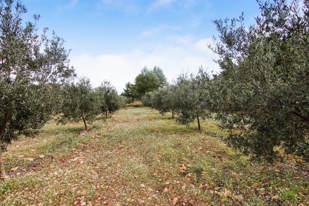 plot in Pedreguer