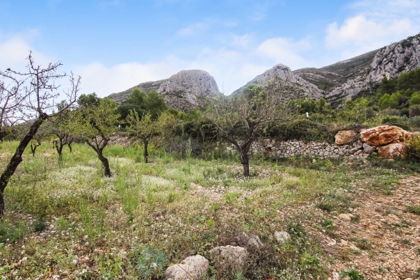 plot in Pedreguer