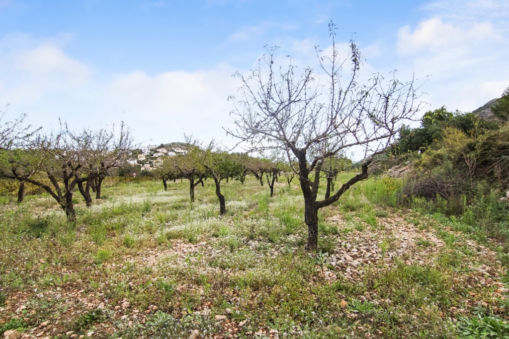 plot in Pedreguer