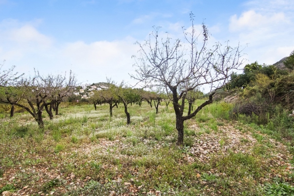 plot in Pedreguer