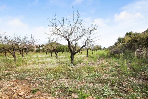 plot in Pedreguer