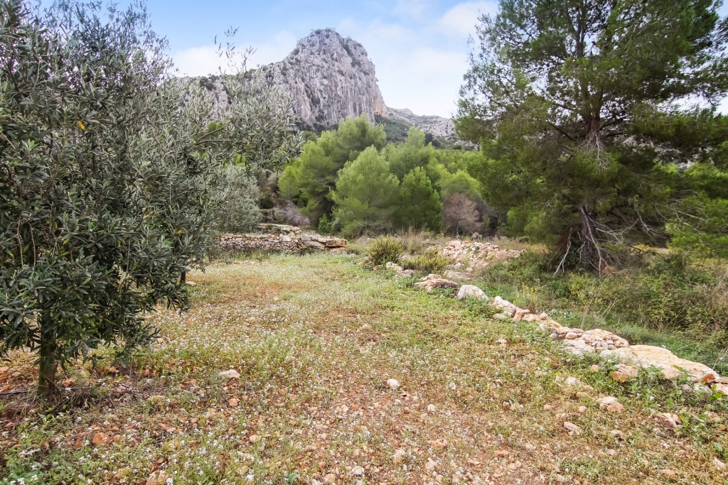 plot in Pedreguer