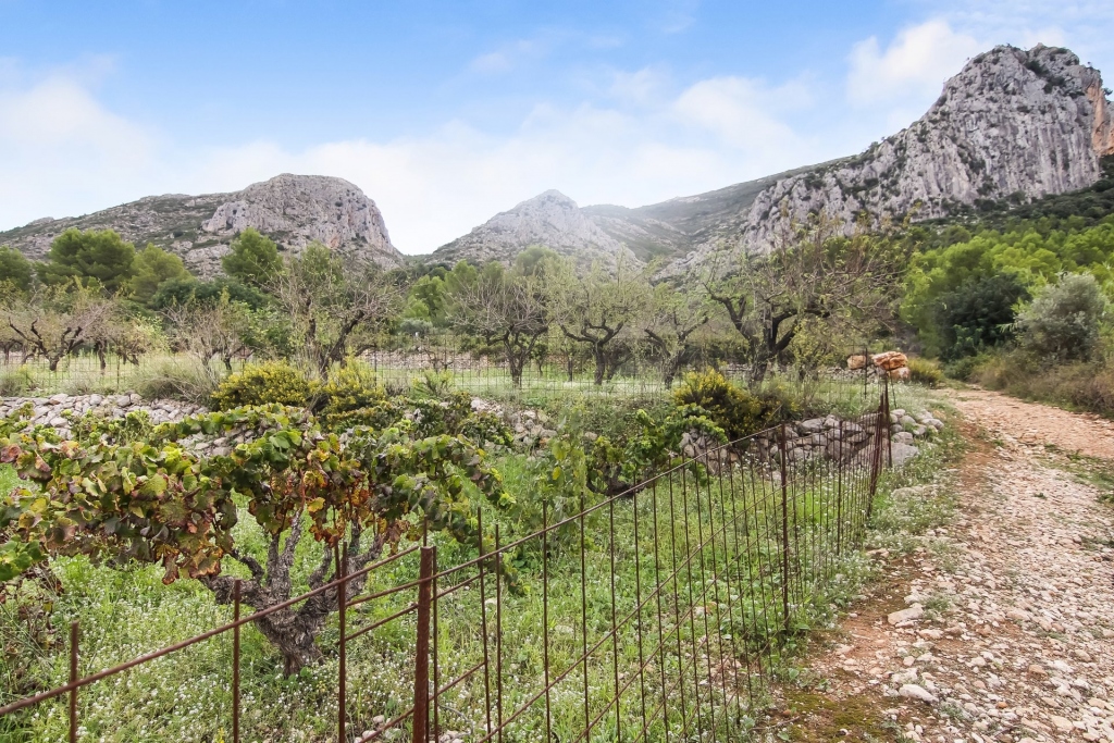 plot in Pedreguer