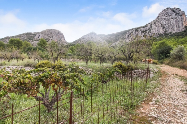 plot in Pedreguer