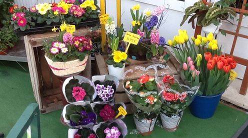 Mayflower Flores y Plantas - Florist - Floristeria Javea
