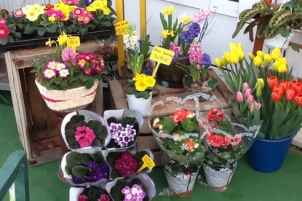 Mayflower Flores y Plantas - Florist - Floristeria Javea
