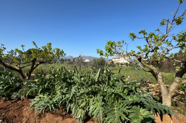 4 bed finca in Benissa