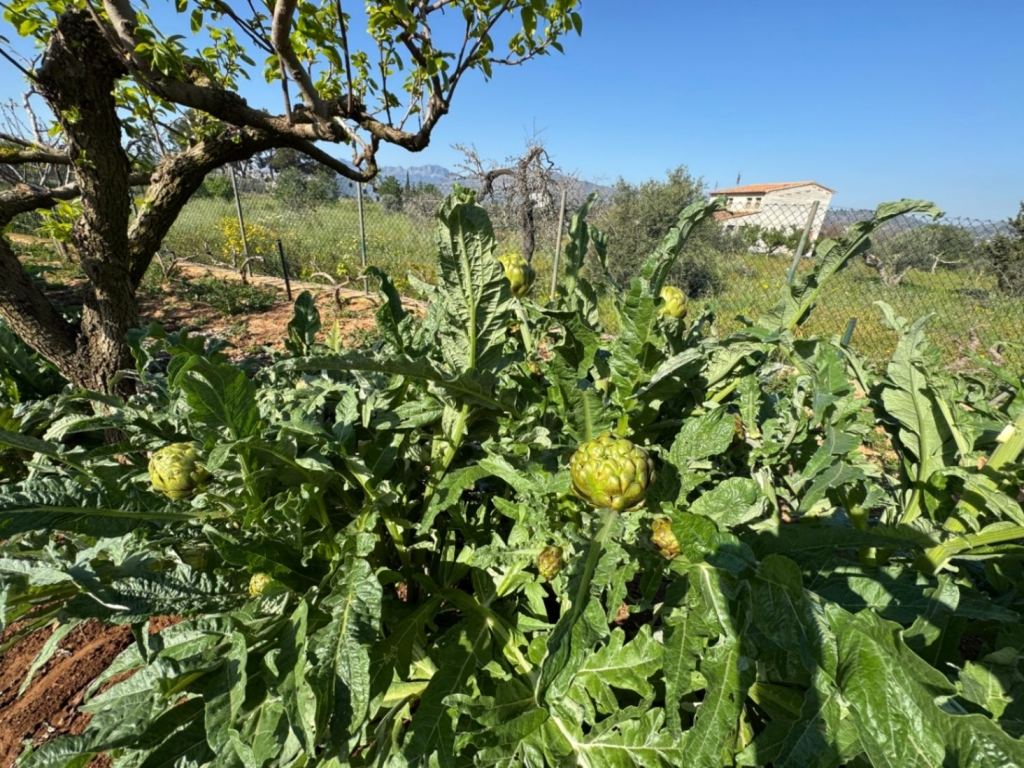 4 bed finca in Benissa