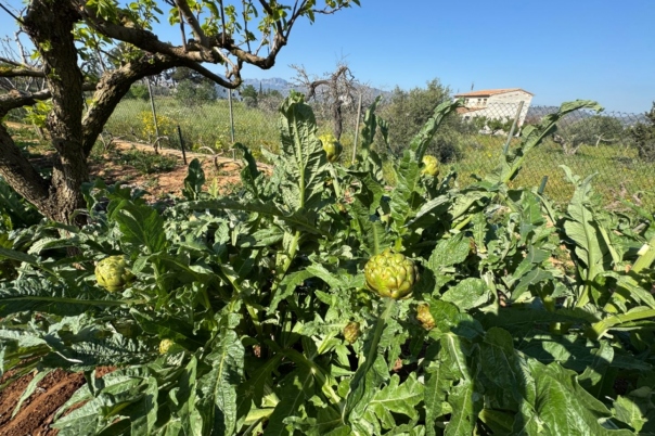 4 bed finca in Benissa