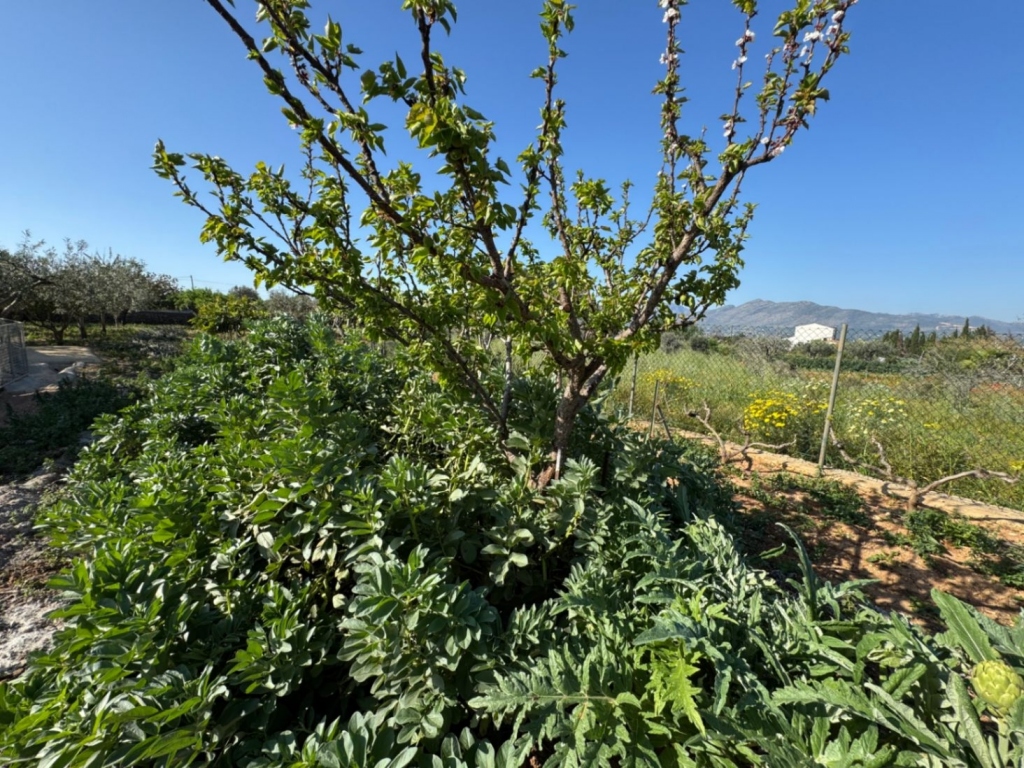 4 bed finca in Benissa