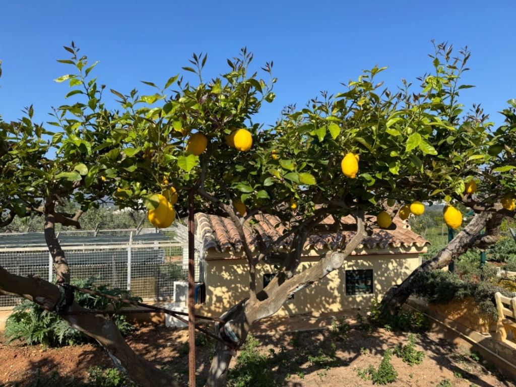 4 bed finca in Benissa