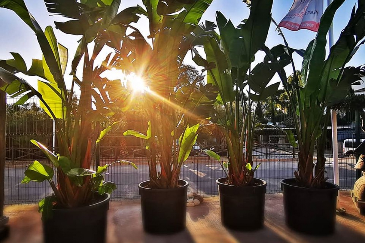 IDEAS AND INSPIRATION for your HOME AND GARDEN from Trosset Renova