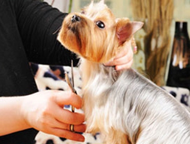 Mr Dog Pet Grooming Salon & Shop