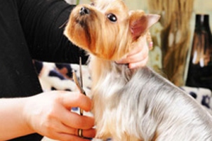 Mr Dog Pet Grooming Salon & Shop