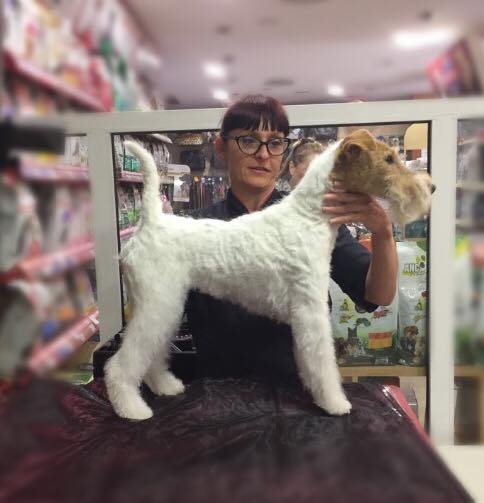 Mr Dog Pet Grooming Salon & Shop