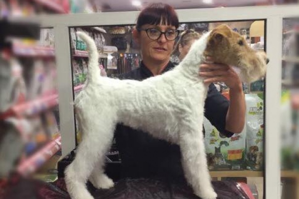 Mr Dog Pet Grooming Salon & Shop
