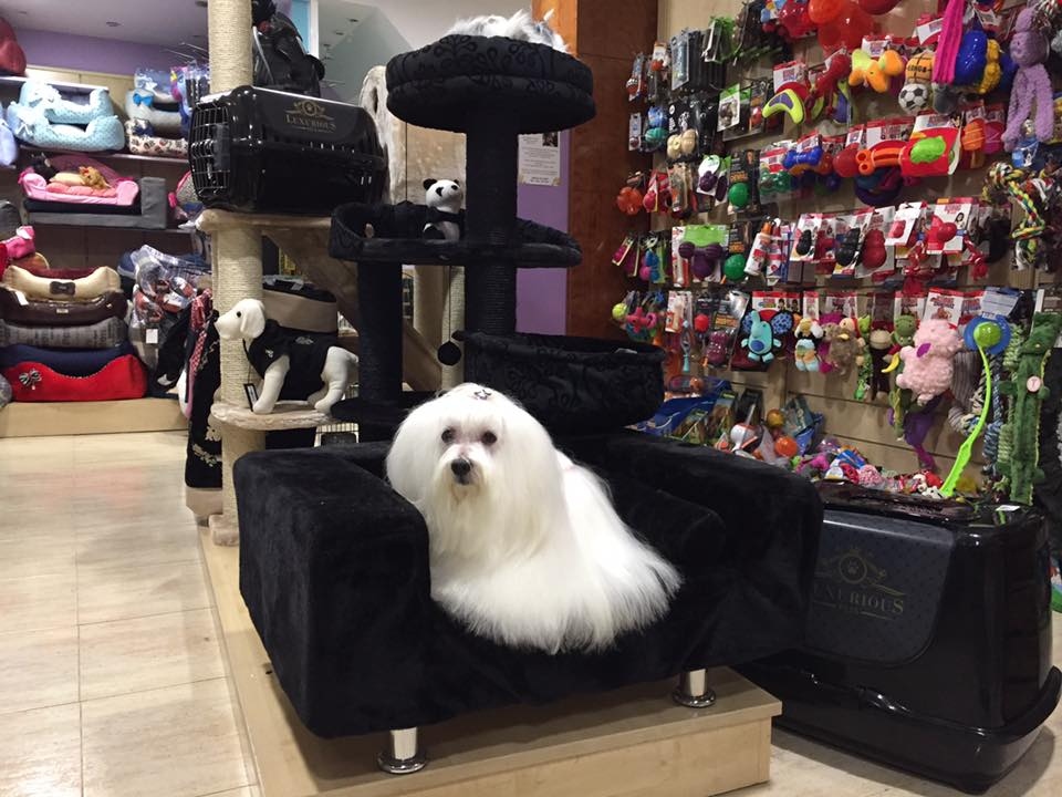 Mr Dog Pet Grooming Salon & Shop
