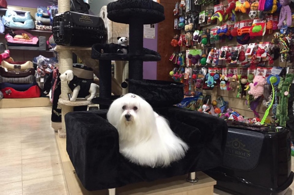 Mr Dog Pet Grooming Salon & Shop