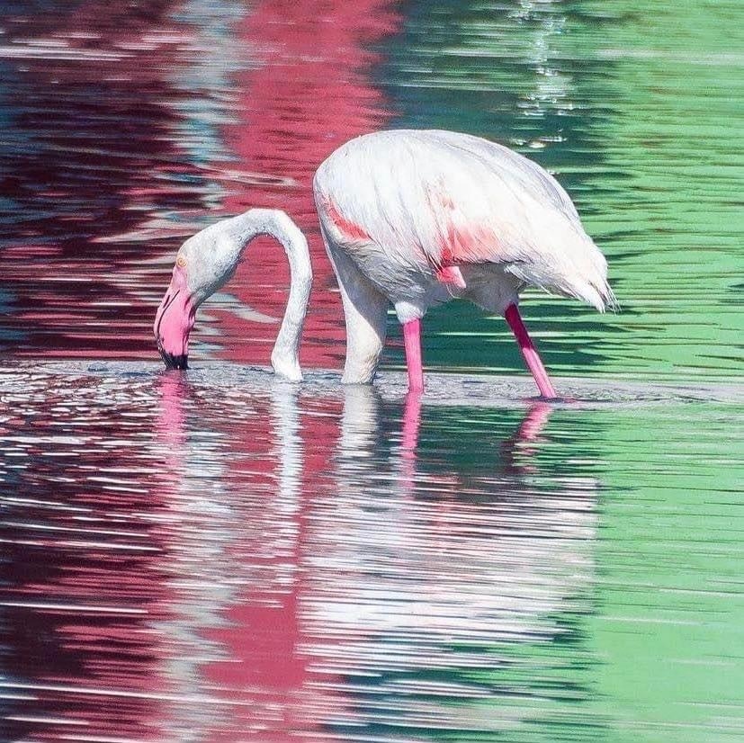 Visiting Las Salinas de Calpe - Salt Flats of Calpe