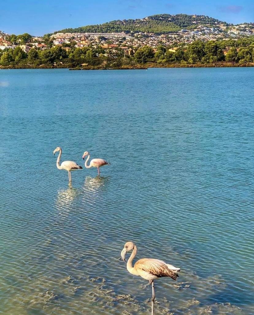 Visiting Las Salinas de Calpe - Salt Flats of Calpe