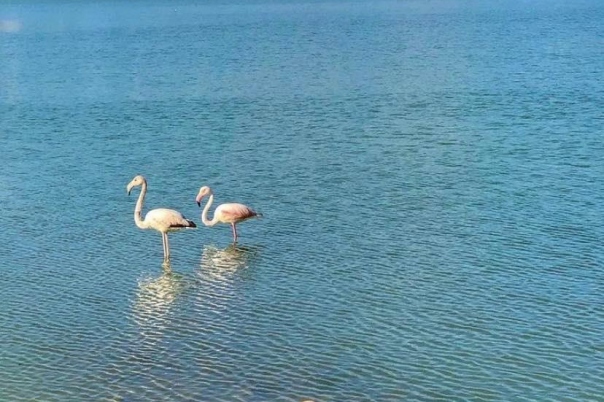 Visiting Las Salinas de Calpe - Salt Flats of Calpe