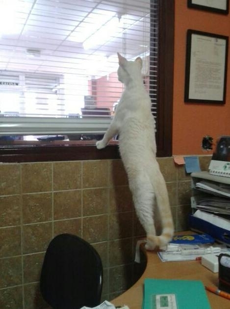 Centro Veterinario Ifach