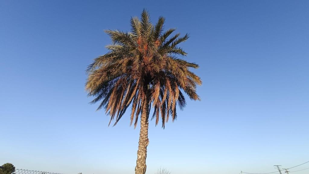 3 bed country house in Crevillent