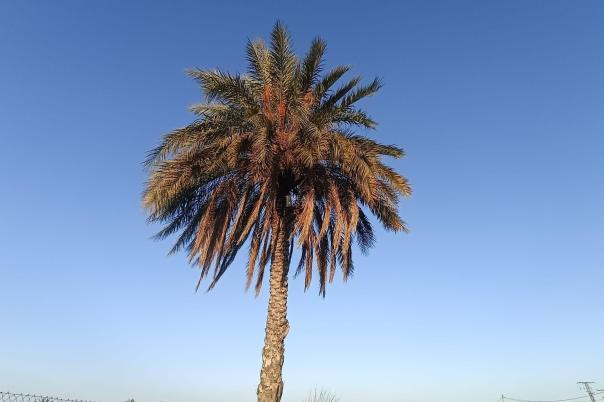 3 bed country house in Crevillent